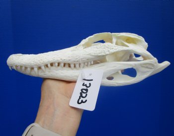 Genuine Florida Alligator Skull (8.75") - Buy this for $74.99