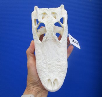 Genuine Florida Alligator Skull (8.75") - Buy this for $74.99