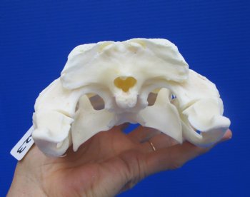 Genuine Florida Alligator Skull (8.75") - Buy this for $74.99