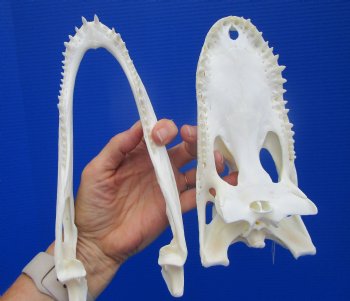 Genuine Florida Alligator Skull (8.75") - Buy this for $74.99