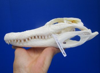 Genuine Florida Alligator Skull (9") - Buy this for $79.99