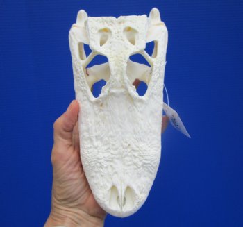 Genuine Florida Alligator Skull (9") - Buy this for $79.99