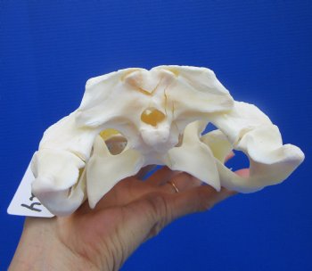 Genuine Florida Alligator Skull (9") - Buy this for $79.99