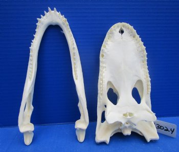 Genuine Florida Alligator Skull (9") - Buy this for $79.99