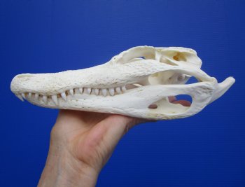 Genuine Florida Alligator Skull (9.25") - Buy this for $79.99