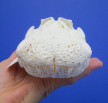 Genuine Florida Alligator Skull (9.25") - Buy this for $79.99