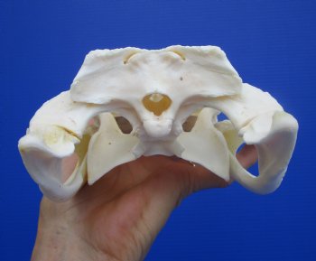 Genuine Florida Alligator Skull (9.25") - Buy this for $79.99