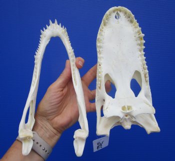 Genuine Florida Alligator Skull (9.25") - Buy this for $79.99