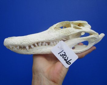 9-1/4 inches Authentic Florida Alligator Skull, Grade B - Buy this for $69.99