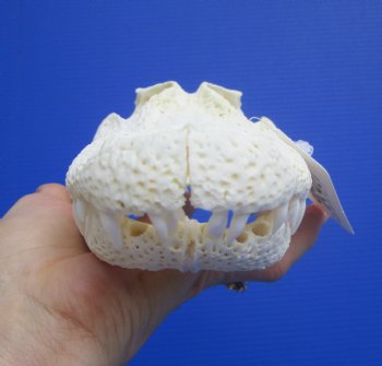 9-1/4 inches Authentic Florida Alligator Skull, Grade B - Buy this for $69.99
