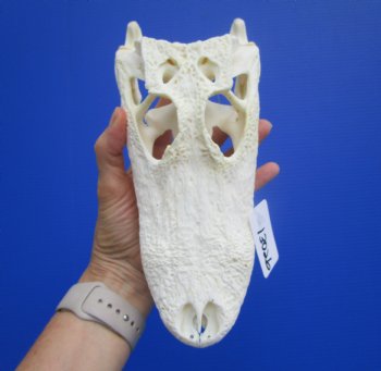9-1/4 inches Authentic Florida Alligator Skull, Grade B - Buy this for $69.99