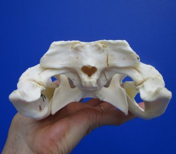 9-1/4 inches Authentic Florida Alligator Skull, Grade B - Buy this for $69.99