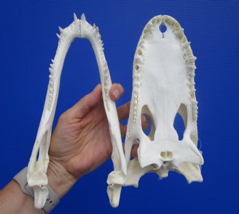 9-1/4 inches Authentic Florida Alligator Skull, Grade B - Buy this for $69.99