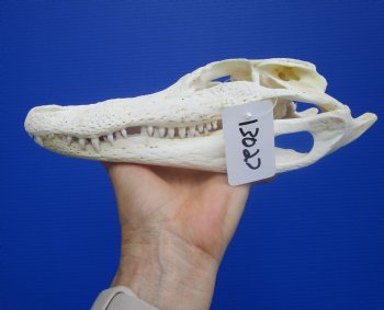 Genuine Florida Alligator Skull (9.25") - Buy this for $79.99