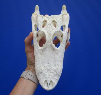 Genuine Florida Alligator Skull (9.25") - Buy this for $79.99