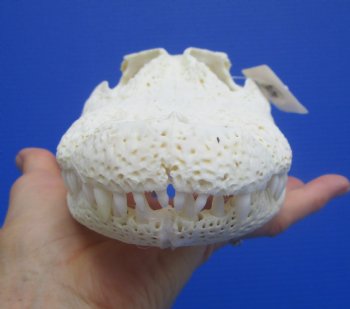 Genuine Florida Alligator Skull (9.25") - Buy this for $79.99