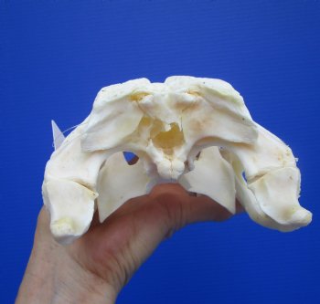 Genuine Florida Alligator Skull (9.25") - Buy this for $79.99