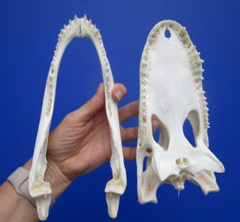 Genuine Florida Alligator Skull (9.25") - Buy this for $79.99