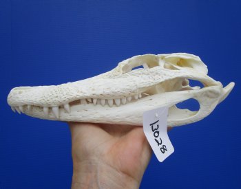 9-1/2 inches Authentic Florida Alligator Skull, Grade B - Buy this for $69.99