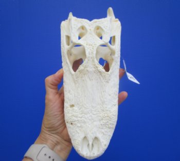9-1/2 inches Authentic Florida Alligator Skull, Grade B - Buy this for $69.99