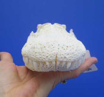 9-1/2 inches Authentic Florida Alligator Skull, Grade B - Buy this for $69.99