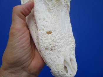 9-1/2 inches Authentic Florida Alligator Skull, Grade B - Buy this for $69.99