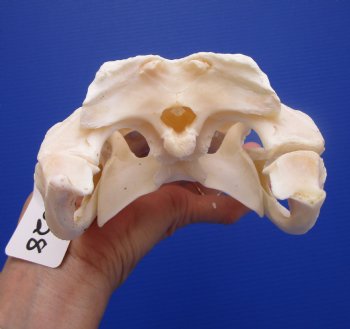 9-1/2 inches Authentic Florida Alligator Skull, Grade B - Buy this for $69.99