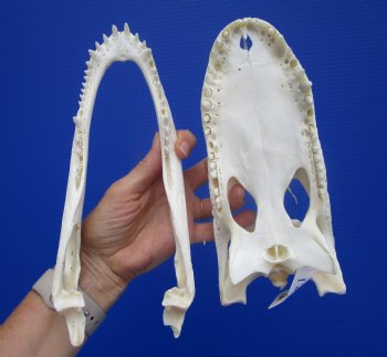 9-1/2 inches Authentic Florida Alligator Skull, Grade B - Buy this for $69.99
