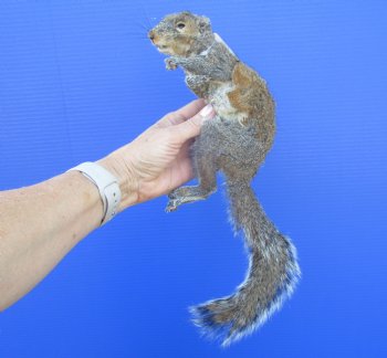 Preserved Full Body Squirrel, 14 inches long for $39.99 <font color=red> SALE $29.99</font>
