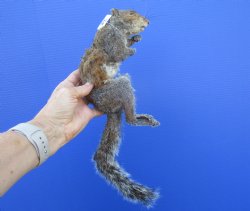 Preserved Full Body Squirrel, 14 inches long for $39.99 <font color=red> SALE $29.99</font>
