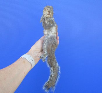 Preserved Full Body Squirrel, 14 inches long for $39.99 <font color=red> SALE $29.99</font>