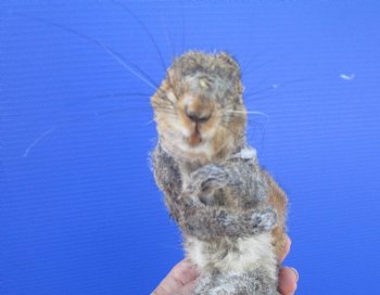 Preserved Full Body Squirrel, 14 inches long for $39.99 <font color=red> SALE $29.99</font>