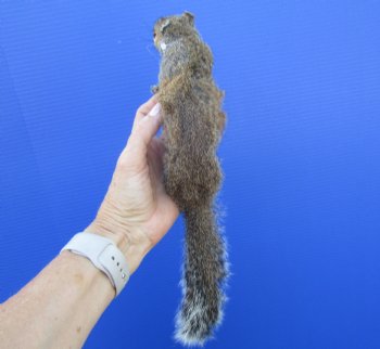 Preserved Full Body Squirrel, 14 inches long for $39.99 <font color=red> SALE $29.99</font>