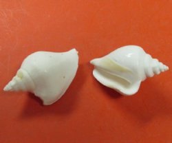Small White Strombus Canarium Shells 1-3/4 to 2-3/4 inches - Case: 300 @ .30 each 