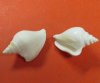 1-3/4 to 2-3/4 inches Bulk Case of Small White Strombus Canarium Shells for Sale for Seashell Crafts and Display - Case of 300 @ .30 each; 2 <font color=red>Wholesale</font> Cases @ .20 each