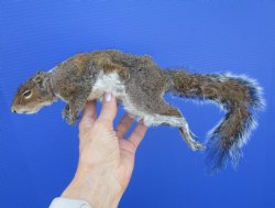Preserved Full Body Squirrel, 12-1/2 inches long for $39.99 <font color=red> SALE $29.99</font>