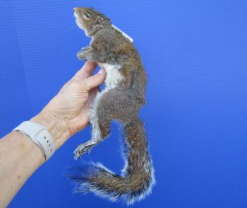 Preserved Full Body Squirrel, 12-1/2 inches long for $39.99 <font color=red> SALE $29.99</font>