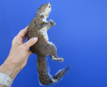 Preserved Full Body Squirrel, 12-1/2 inches long for $39.99 <font color=red> SALE $29.99</font>
