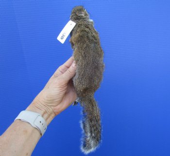 Preserved Full Body Squirrel, 12-1/2 inches long for $39.99 <font color=red> SALE $29.99</font>