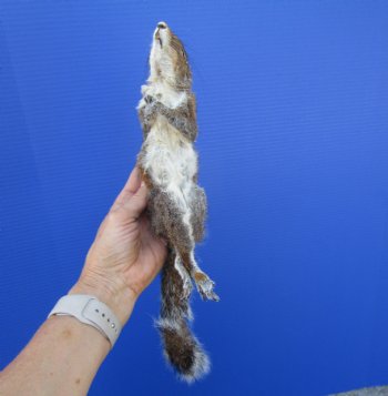 Preserved Full Body Squirrel, 12-1/2 inches long for $39.99 <font color=red> SALE $29.99</font>