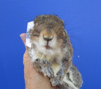 Preserved Full Body Squirrel, 12-1/2 inches long for $39.99 <font color=red> SALE $29.99</font>
