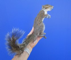 Preserved Full Body Squirrel, 12-1/2 inches long for $39.99 <font color=red> SALE $29.99</font>