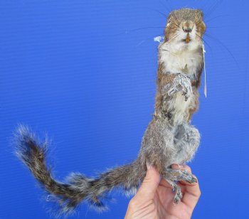 Preserved Full Body Squirrel, 12-1/2 inches long for $39.99 <font color=red> SALE $29.99</font>