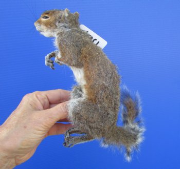 Preserved Full Body Squirrel, 12-1/2 inches long for $39.99 <font color=red> SALE $29.99</font>