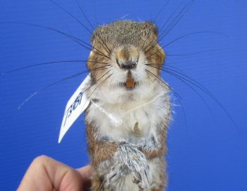 Preserved Full Body Squirrel, 12-1/2 inches long for $39.99 <font color=red> SALE $29.99</font>