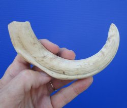 7-7/8 inches African Warthog Tusk, <font color=red> 6-1/2 inches Solid </font> for $19.99