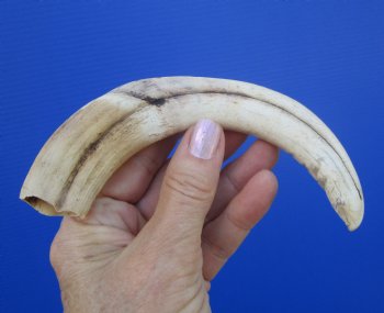 7-7/8 inches African Warthog Tusk, <font color=red> 6-1/2 inches Solid </font> for $19.99