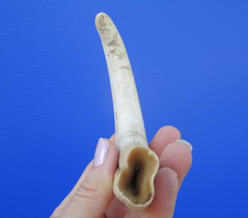 7-7/8 inches African Warthog Tusk, <font color=red> 6-1/2 inches Solid </font> for $19.99