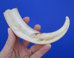 8-1/2 inches African Warthog Tusk, <font color=red> 4.75 inches Solid </font> for $34.99
