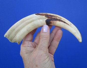 8-1/2 inches African Warthog Tusk, <font color=red> 4.75 inches Solid </font> for $34.99